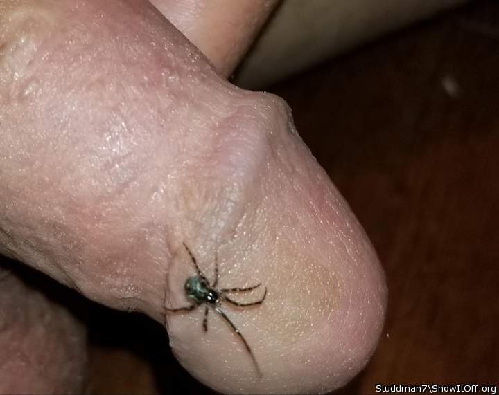 Wow. Hope it isnt venomous.  Definitely dont want brown re