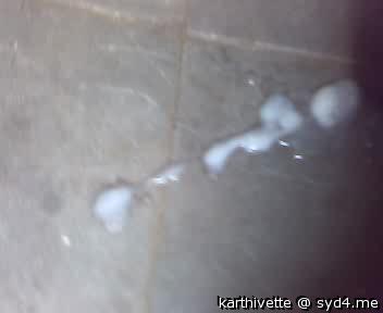 Photo of a cock from karthivette