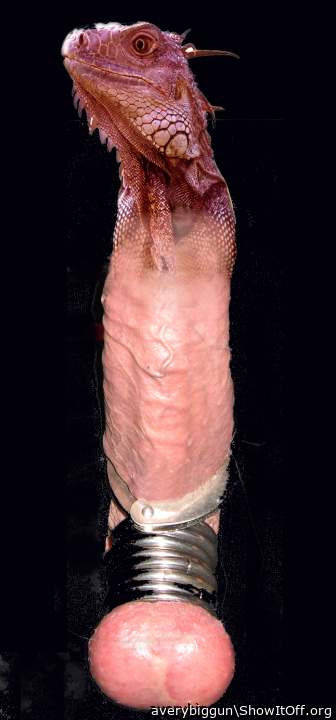Lizard