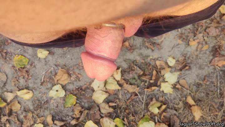 Photo of a middle leg from Jaguar