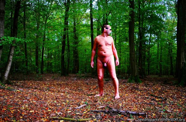 a walk in the woods