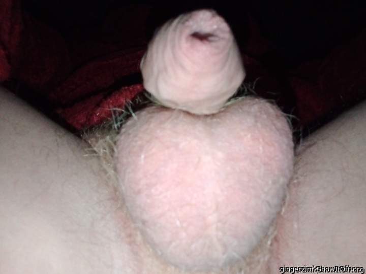 Photo of a snake from gingerzim
