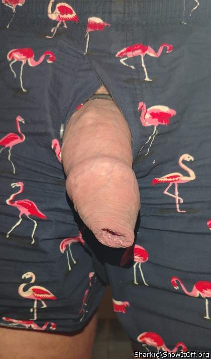 Photo of a boner from Sharkie