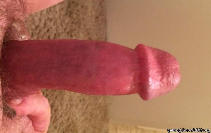 Photo of a hot dog from gelding