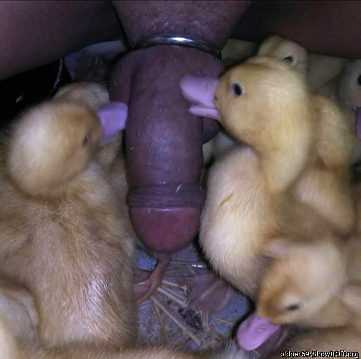 They are eating my dick