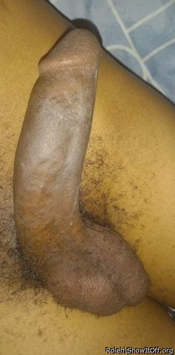 Photo of a bat from Roleh