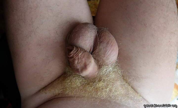 Testicles Photo from gebol