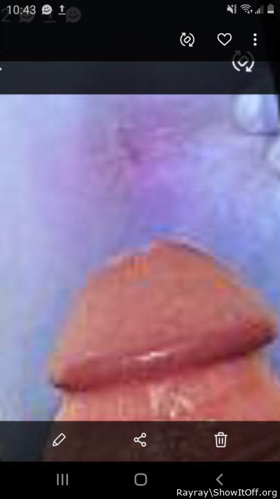 Photo of a bat from Rayray