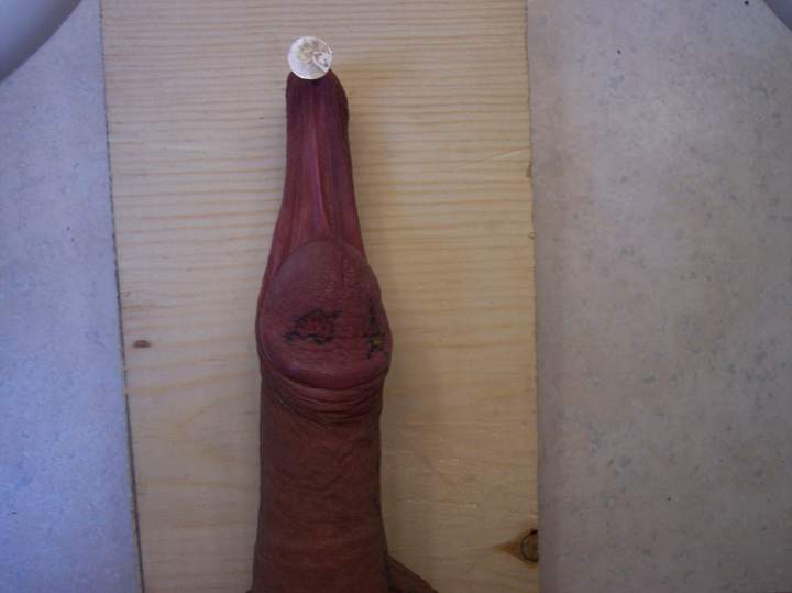 Photo of a python from Olddude