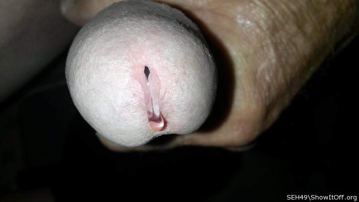 Photo of a snake from SEH49