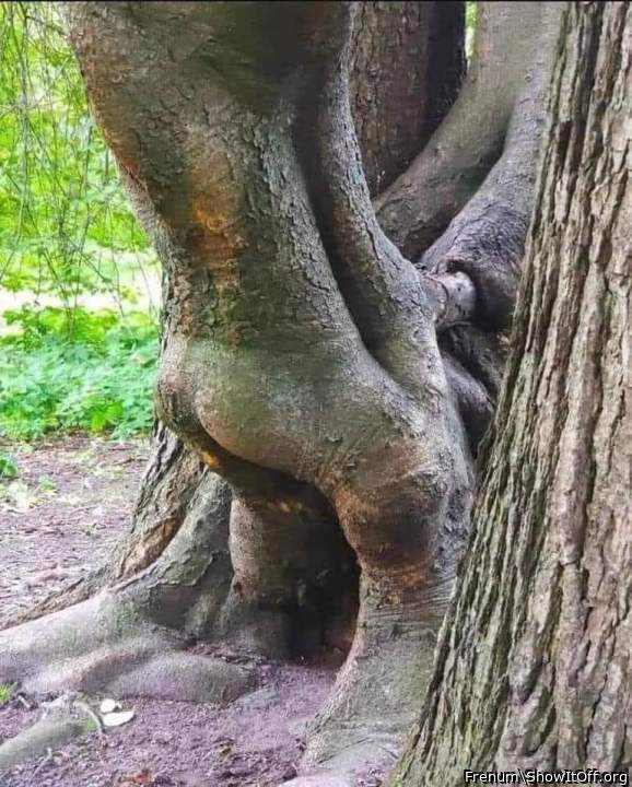 Morning wood