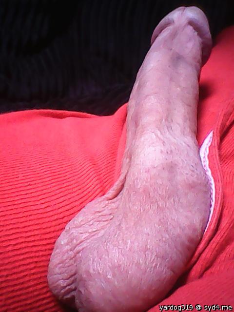 Photo of a penis from yardog319
