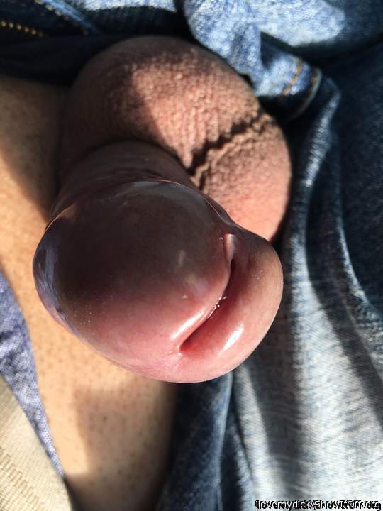Photo of a cavalier from ilovemydick