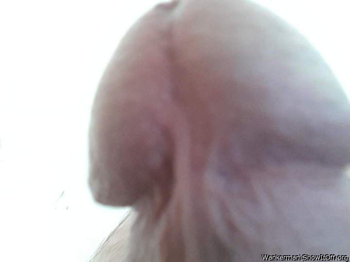 Photo of a python from wankerman