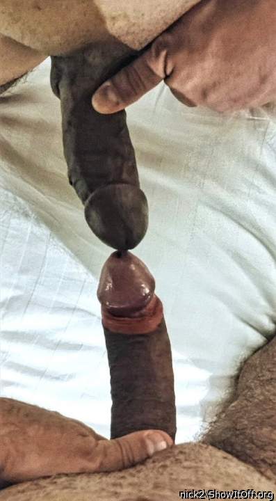 Photo of a middle leg from nick2