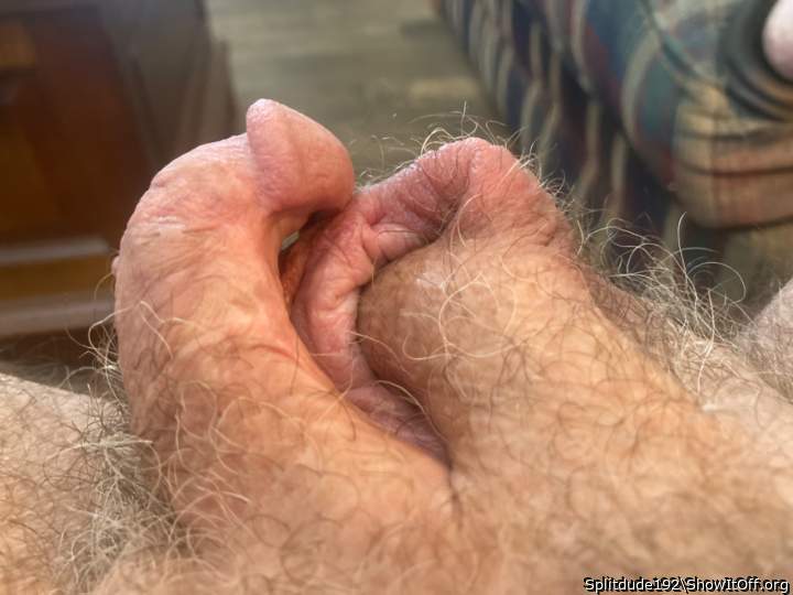 Photo of a lizard from Splitdude192