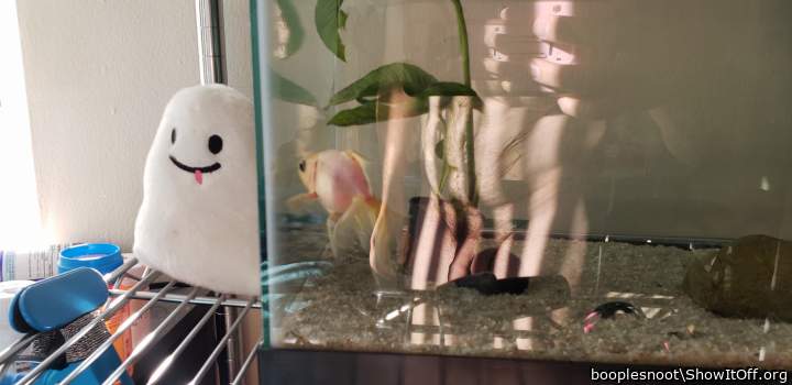 my goldfish!