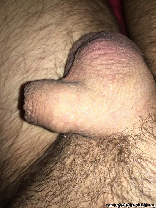 Photo of a python from yardog319