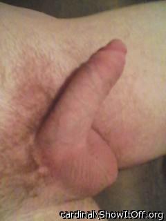 Photo of a prick from cardinal