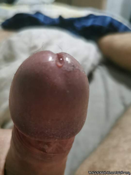 Photo of a weasel from MYCOCK66