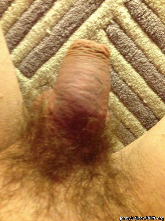 Photo of a cavalier from Jonny1