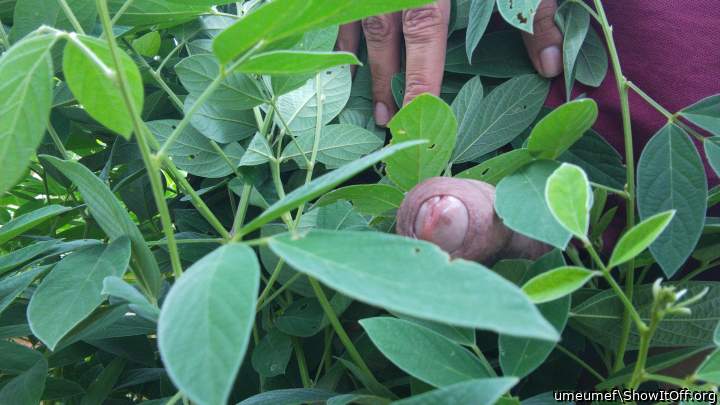 Photo of a penile from umeumef