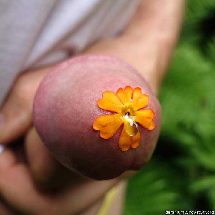 nektar durch die blume