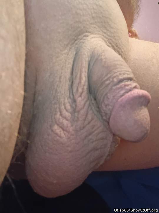 Photo of a bald-headed mouse from Otis666