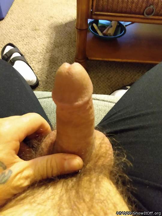 Photo of a short leg from Alf4269
