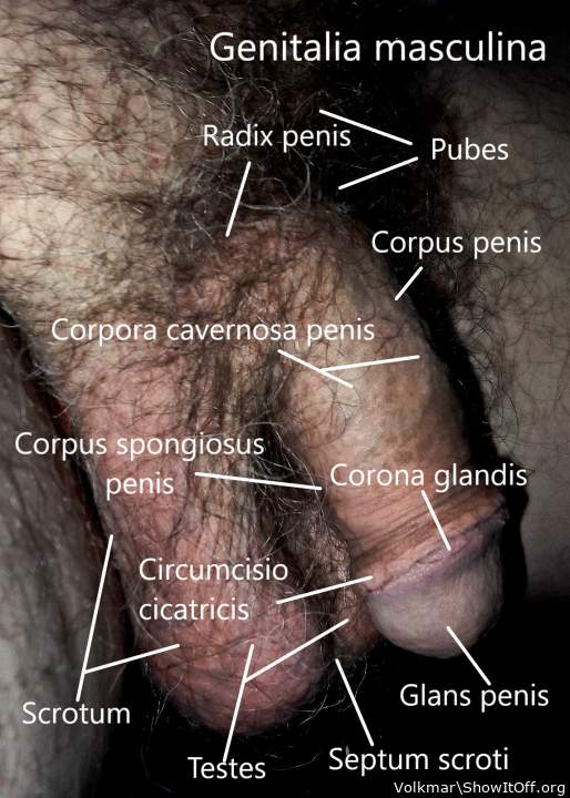 Lesson in male Anatomy 5
