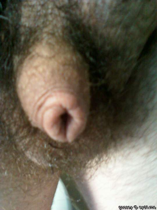 Photo of a stiffie from Goosey
