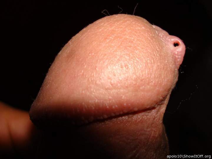 Photo of a middle leg from apolo10