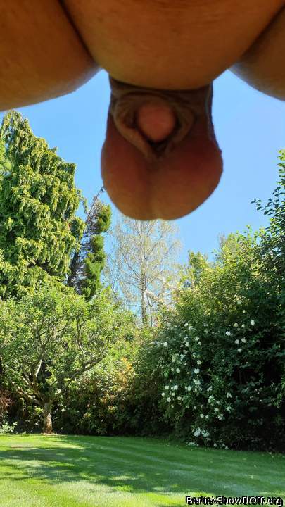Photo of a cavalier from Bertie