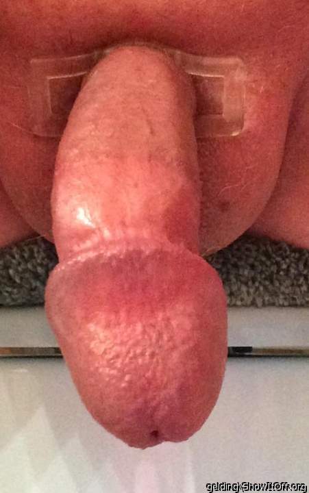 Photo of a dong from gelding