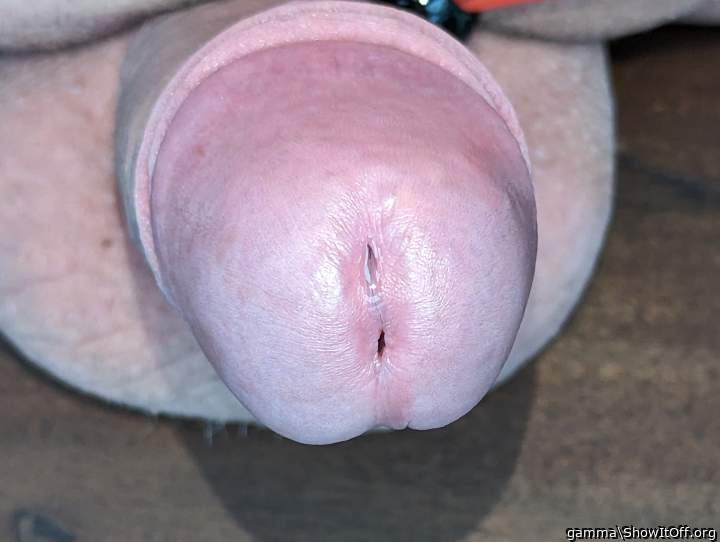 Photo of a cock from gamma