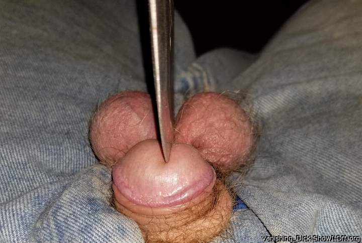 Photo of a snake from vanishing_Dick