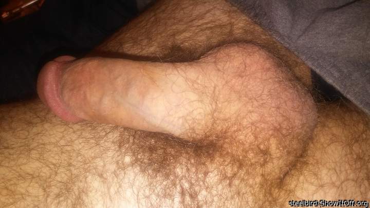 Photo of a weasel from Steelbird