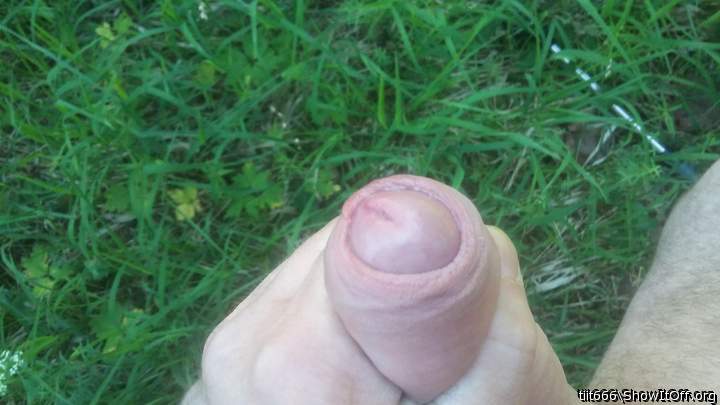 Photo of a python from tiit666
