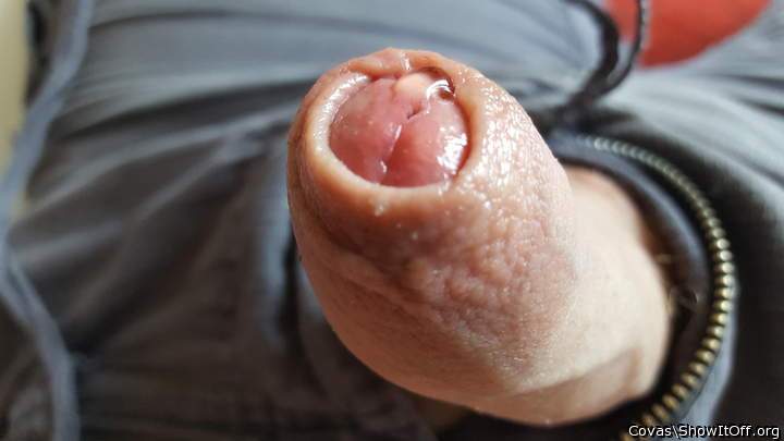 Photo of a weasel from covas