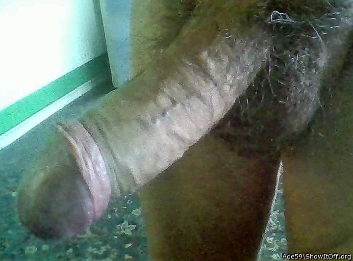 Photo of a middle leg from Ade59