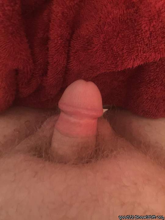 Photo of a weasel from good22