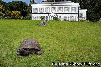Jonathan the Turtle. He's Still Alive. 192 Years Old!