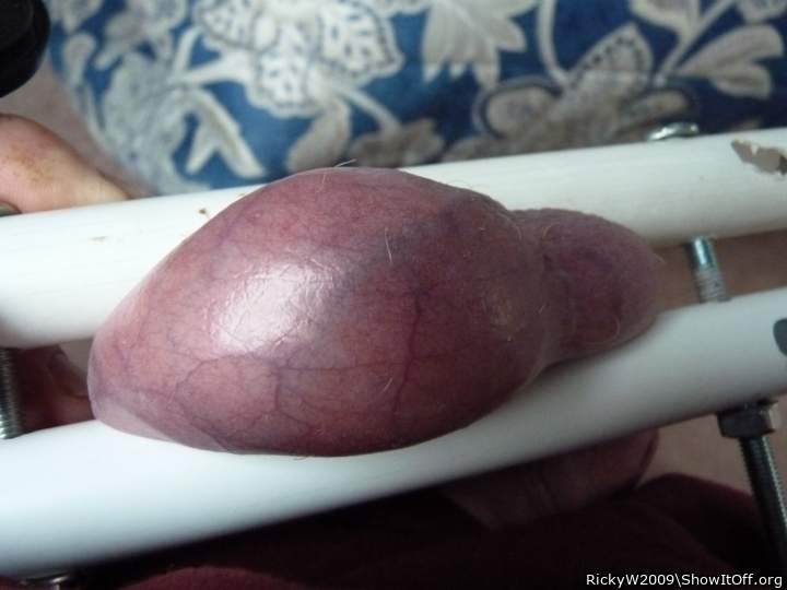 Purple nadgers