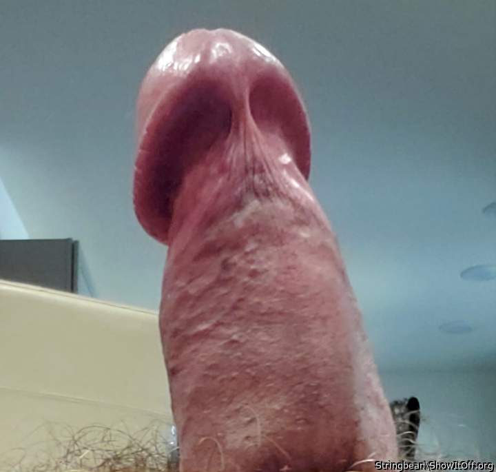 Adult image from Stringbean