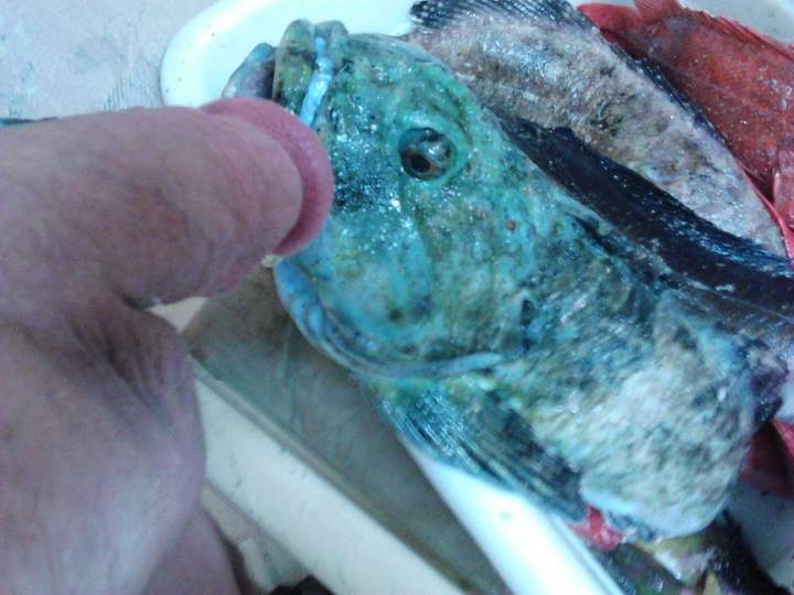 Photo of a love wand from fish4free