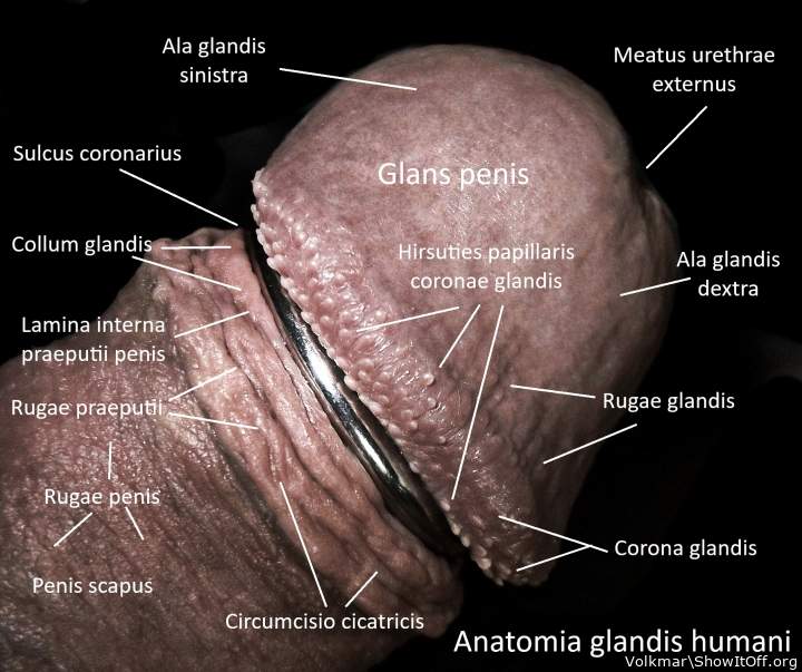 Lesson in male Anatomy 3
