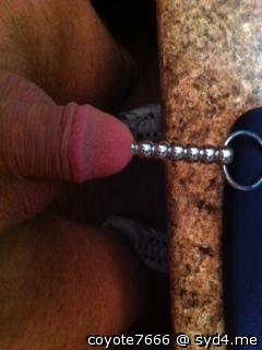 Photo of a cavalier from coyote7666