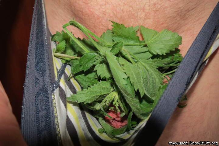 cock and balls in nettles in undies