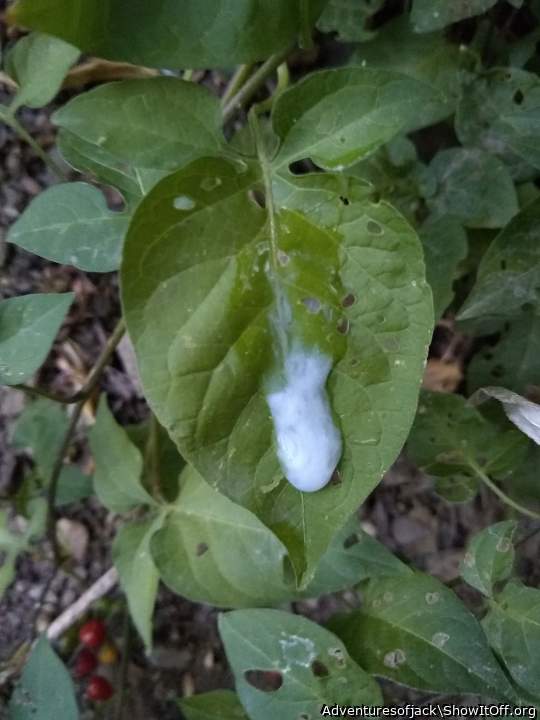 Photo of a tool from Adventuresofjack