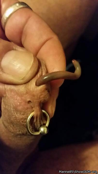 Live worm